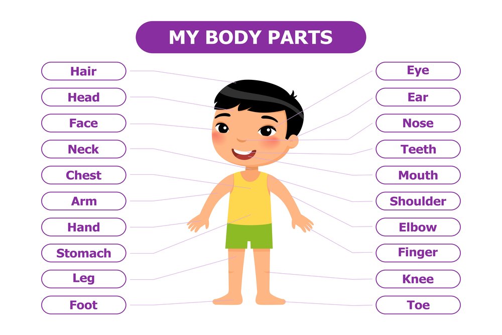 Partes do corpo em inglês: Guia com traduções e pronúncias